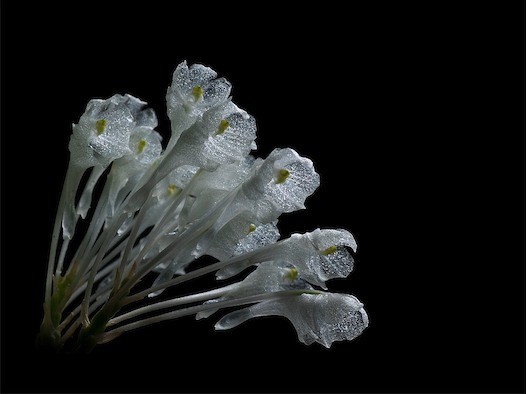 Podangis dactyloceras